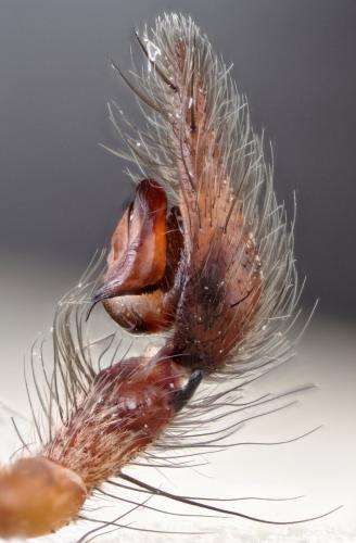 Eratigena saeva